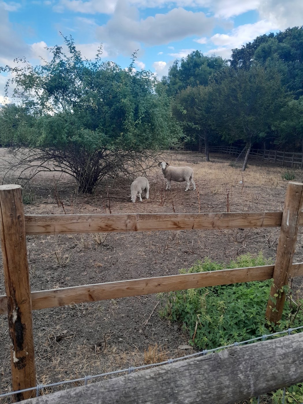 Open fields at Mudchute Park and Farm