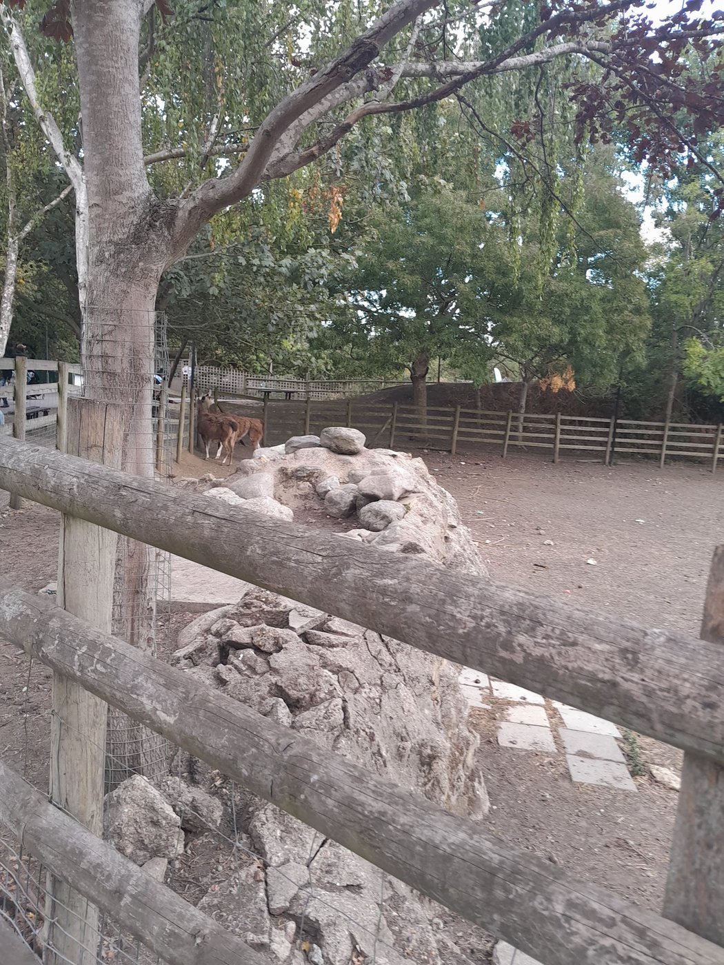 Alpacas in their enclosure at Mudchute Park and Farm