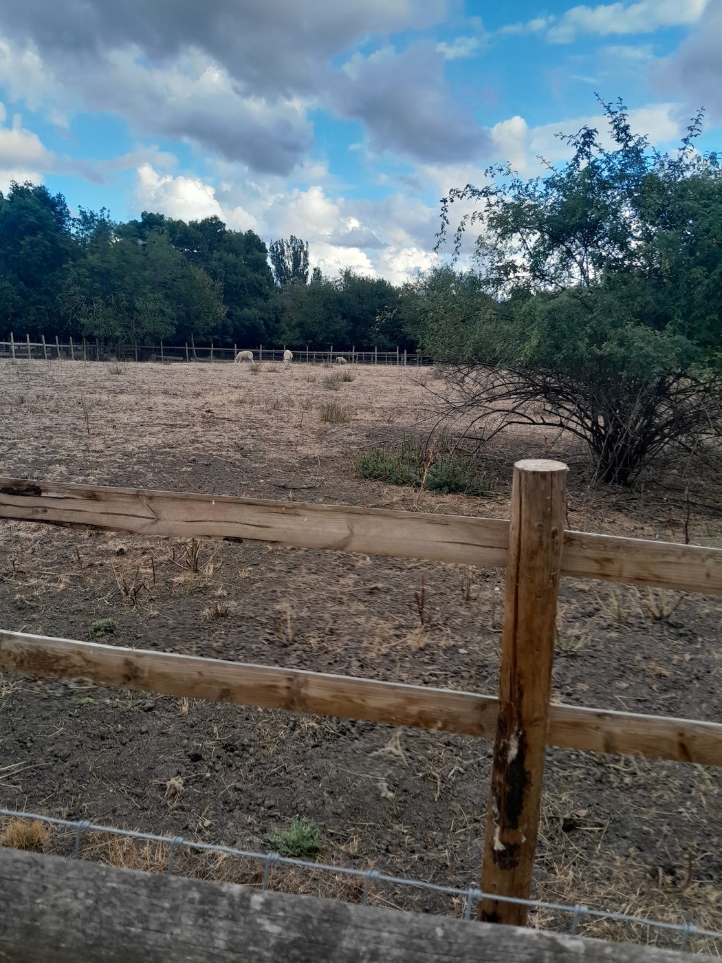 Sheep grazing in a field at Mudchute Park and Farm
